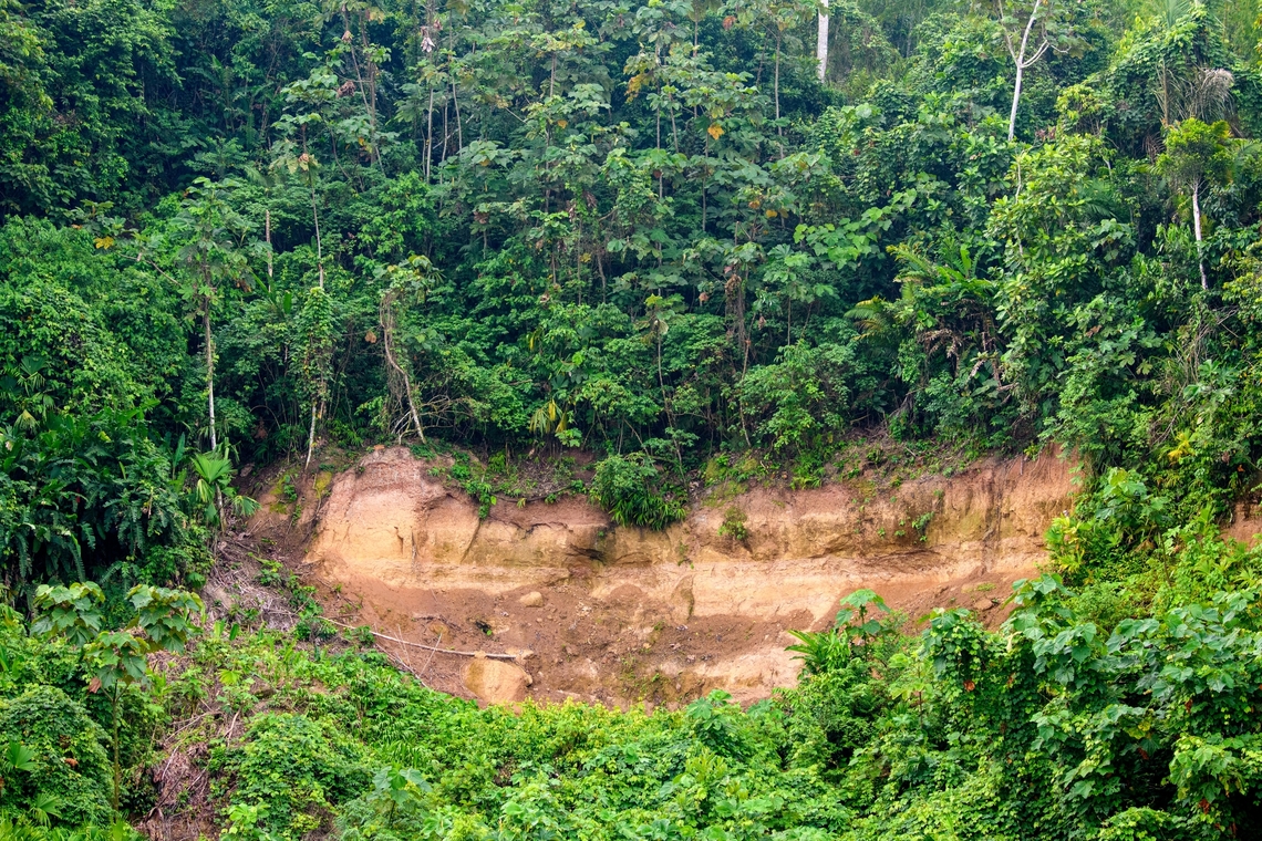 Clay lick site, Napo river, Ecuador This photo was taken from a boat on the Napo river, showing a clay lick site on shore. A clay lick site is an exposed section of clay that is habitually used by parrots and similar birds to compensate for the toxins in their diet.<br />
<br />
Unfortunately, during our attempt, no birds proceeded to actually lick clay, and this is not due to a lack of birds. Predators have learned about the popularity of this spot, which is why the birds take ample time for their approach, testing safety by getting ever closer. The approach may take as much as an hour and can be canceled at any time. <br />
<br />
The birds did not feel safe on this day. Instead of a clay lick, all we got is clay. Ecuador,Ecuador 2021,Sani Lodge,South America,World,Yasuni National Park