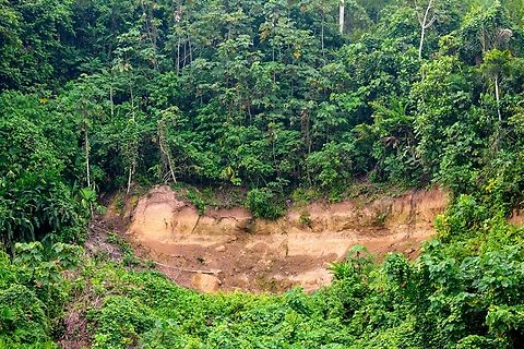 Clay lick site, Napo river, Ecuador This photo was taken from a boat on the Napo river, showing a clay lick site on shore. A clay lick site is an exposed section of clay that is habitually used by parrots and similar birds to compensate for the toxins in their diet.

Unfortunately, during our attempt, no birds proceeded to actually lick clay, and this is not due to a lack of birds. Predators have learned about the popularity of this spot, which is why the birds take ample time for their approach, testing safety by getting ever closer. The approach may take as much as an hour and can be canceled at any time. 

The birds did not feel safe on this day. Instead of a clay lick, all we got is clay. Ecuador,Ecuador 2021,Sani Lodge,South America,World,Yasuni National Park