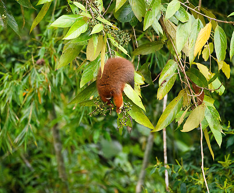 White-tailed titi picking fruits, Napo river, Ecuador https://www.jungledragon.com/image/131693/white-tailed_titi_mother_and_baby_napo_river_ecuador.html
https://www.jungledragon.com/image/131692/white-tailed_titi_feeding_napo_river_ecuador.html
 Ecuador,Ecuador 2021,Plecturocebus discolor,Sani Lodge,South America,White-tailed titi,World,Yasuni National Park