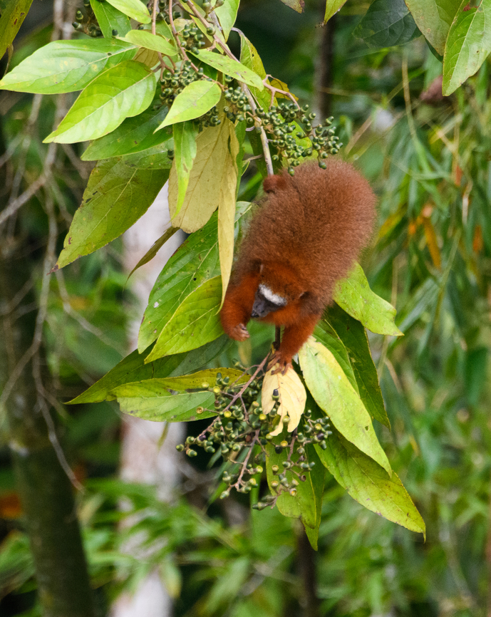 White-tailed titi feeding, Napo river, Ecuador <figure class="photo"><a href="https://www.jungledragon.com/image/131693/white-tailed_titi_mother_and_baby_napo_river_ecuador.html" title="White-tailed titi mother and baby, Napo river, Ecuador"><img src="https://s3.amazonaws.com/media.jungledragon.com/images/2/131693_thumb.jpg?AWSAccessKeyId=05GMT0V3GWVNE7GGM1R2&Expires=1767225610&Signature=erSL0qz0zB0wQZOH4hHNXubBbZ0%3D" width="200" height="178" alt="White-tailed titi mother and baby, Napo river, Ecuador https://www.jungledragon.com/image/131692/white-tailed_titi_feeding_napo_river_ecuador.html<br />
https://www.jungledragon.com/image/131691/white-tailed_titi_picking_fruits_napo_river_ecuador.html<br />
 Ecuador,Ecuador 2021,Plecturocebus discolor,Sani Lodge,South America,White-tailed titi,World,Yasuni National Park" /></a></figure><br />
<figure class="photo"><a href="https://www.jungledragon.com/image/131691/white-tailed_titi_picking_fruits_napo_river_ecuador.html" title="White-tailed titi picking fruits, Napo river, Ecuador"><img src="https://s3.amazonaws.com/media.jungledragon.com/images/2/131691_thumb.jpg?AWSAccessKeyId=05GMT0V3GWVNE7GGM1R2&Expires=1767225610&Signature=whrUd967nlIuKy8%2B4nBGy%2FhgVt8%3D" width="200" height="166" alt="White-tailed titi picking fruits, Napo river, Ecuador https://www.jungledragon.com/image/131693/white-tailed_titi_mother_and_baby_napo_river_ecuador.html<br />
https://www.jungledragon.com/image/131692/white-tailed_titi_feeding_napo_river_ecuador.html<br />
 Ecuador,Ecuador 2021,Plecturocebus discolor,Sani Lodge,South America,White-tailed titi,World,Yasuni National Park" /></a></figure><br />
 Ecuador,Ecuador 2021,Plecturocebus discolor,Sani Lodge,South America,White-tailed titi,World,Yasuni National Park