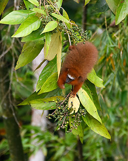 White-tailed titi feeding, Napo river, Ecuador https://www.jungledragon.com/image/131693/white-tailed_titi_mother_and_baby_napo_river_ecuador.html
https://www.jungledragon.com/image/131691/white-tailed_titi_picking_fruits_napo_river_ecuador.html
 Ecuador,Ecuador 2021,Plecturocebus discolor,Sani Lodge,South America,White-tailed titi,World,Yasuni National Park
