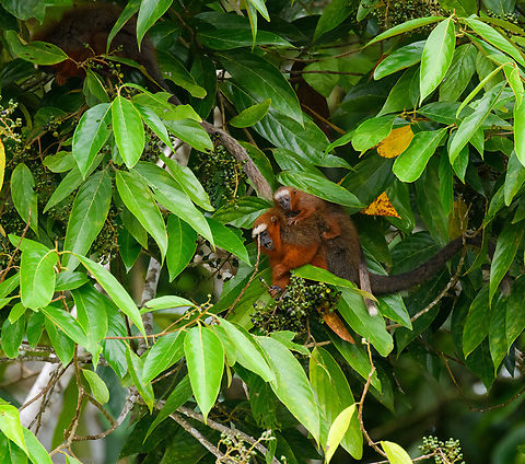White-tailed titi mother and baby, Napo river, Ecuador https://www.jungledragon.com/image/131692/white-tailed_titi_feeding_napo_river_ecuador.html
https://www.jungledragon.com/image/131691/white-tailed_titi_picking_fruits_napo_river_ecuador.html
 Ecuador,Ecuador 2021,Plecturocebus discolor,Sani Lodge,South America,White-tailed titi,World,Yasuni National Park