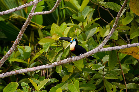 Yellow-ridged Toucan, Napo river, Ecuador https://www.jungledragon.com/image/131695/yellow-ridged_toucan_-_perched_napo_river_ecuador.html
Yellow-ridged Toucans are a subspecies (Ramphastos vitellinus ssp. culminatus) of the Channel-billed Toucan. Channel-billed Toucan,Ecuador,Ecuador 2021,Ramphastos vitellinus,Sani Lodge,South America,World,Yasuni National Park