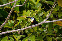 Yellow-ridged Toucan, Napo river, Ecuador https://www.jungledragon.com/image/131695/yellow-ridged_toucan_-_perched_napo_river_ecuador.html<br />
Yellow-ridged Toucans are a subspecies (Ramphastos vitellinus ssp. culminatus) of the Channel-billed Toucan. Channel-billed Toucan,Ecuador,Ecuador 2021,Ramphastos vitellinus,Sani Lodge,South America,World,Yasuni National Park