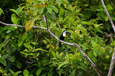 Yellow-ridged Toucan - perched, Napo river, Ecuador https://www.jungledragon.com/image/131694/yellow-ridged_toucan_napo_river_ecuador.html
Yellow-ridged Toucans are a subspecies (Ramphastos vitellinus ssp. culminatus) of the Channel-billed Toucan. Channel-billed Toucan,Ecuador,Ecuador 2021,Ramphastos vitellinus,Sani Lodge,South America,World,Yasuni National Park