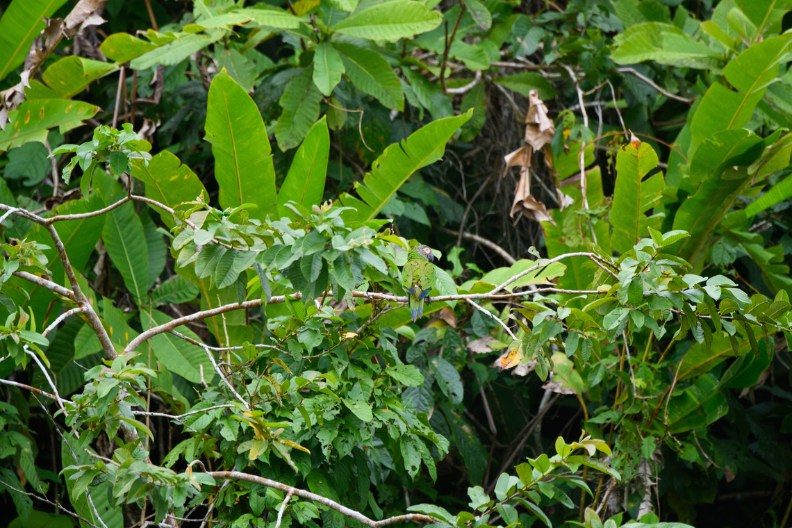 Dusky-headed parakeet, Napo river, Ecuador  Aratinga weddellii,Dusky-headed parakeet,Ecuador,Ecuador 2021,Sani Lodge,South America,World,Yasuni National Park