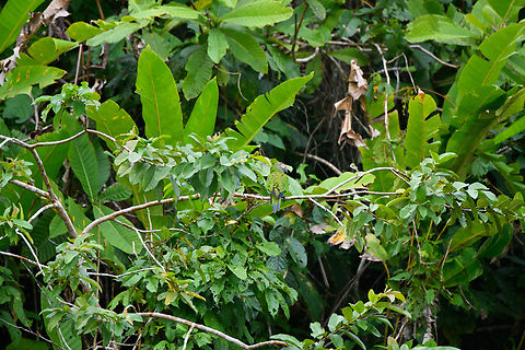 Dusky-headed parakeet, Napo river, Ecuador  Aratinga weddellii,Dusky-headed parakeet,Ecuador,Ecuador 2021,Sani Lodge,South America,World,Yasuni National Park