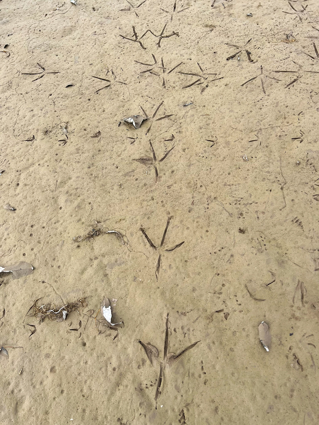 Egret prints on hell island, Napo River, Ecuador "Hell island" is a nickname by local staff to describe this large river sandbank in the Napo river. It is a large sandbank with some minor vegetation that often floods. The hellish part is the lack of shelter, so once you're dropped onto this island, you're fried alive by the full power of the Amazon sun. Ecuador,Ecuador 2021,Geotagged,Sani Lodge,South America,Spring,World,Yasuni National Park