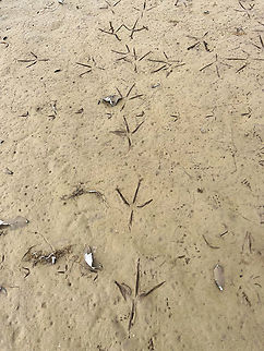 Egret prints on hell island, Napo River, Ecuador "Hell island" is a nickname by local staff to describe this large river sandbank in the Napo river. It is a large sandbank with some minor vegetation that often floods. The hellish part is the lack of shelter, so once you're dropped onto this island, you're fried alive by the full power of the Amazon sun. Ecuador,Ecuador 2021,Geotagged,Sani Lodge,South America,Spring,World,Yasuni National Park