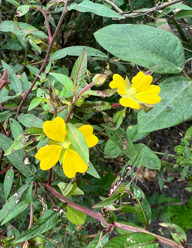 Peruvian Primrose Willow, Napo river, Ecuador Growing on a sandbank in the Napo river. Ecuador,Ecuador 2021,Geotagged,Ludwigia peruviana,Peruvian Primrose Willow,Sani Lodge,South America,Spring,World,Yasuni National Park