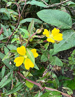 Peruvian Primrose Willow, Napo river, Ecuador Growing on a sandbank in the Napo river. Ecuador,Ecuador 2021,Geotagged,Ludwigia peruviana,Peruvian Primrose Willow,Sani Lodge,South America,Spring,World,Yasuni National Park