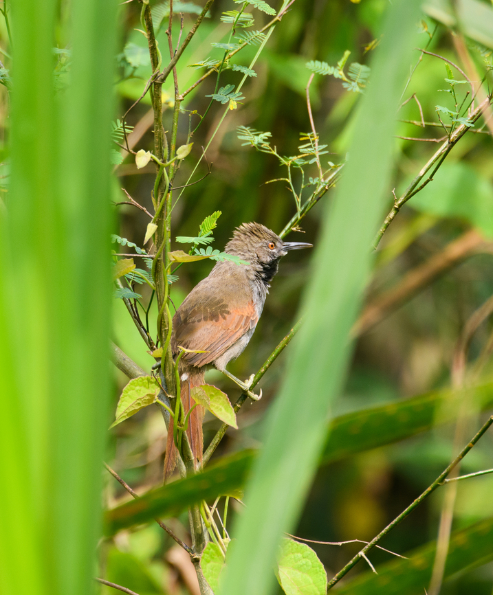 White-bellied spinetail, Napo river, Ecuador This bird is exclusively found on river islands in Amazonia, and typically hiding in dense reed. Ecuador,Ecuador 2021,Geotagged,Mazaria propinqua,Sani Lodge,South America,Spring,White-bellied spinetail,World,Yasuni National Park