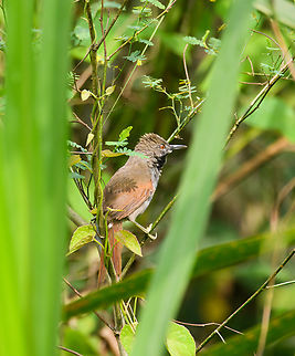 White-bellied spinetail, Napo river, Ecuador This bird is exclusively found on river islands in Amazonia, and typically hiding in dense reed. Ecuador,Ecuador 2021,Geotagged,Mazaria propinqua,Sani Lodge,South America,Spring,White-bellied spinetail,World,Yasuni National Park