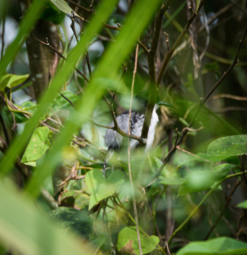 Black-and-white antbird, Napo river, Ecuador I&#039;m conflicted to post the shot as it&#039;s so bad. On the other hand it&#039;s a rare bird and very hard to access. It typically occurs on river islands in Amazonia, hiding in dense vegetation. Black-and-white antbird,Ecuador,Ecuador 2021,Geotagged,Myrmochanes hemileucus,Sani Lodge,South America,Spring,World,Yasuni National Park