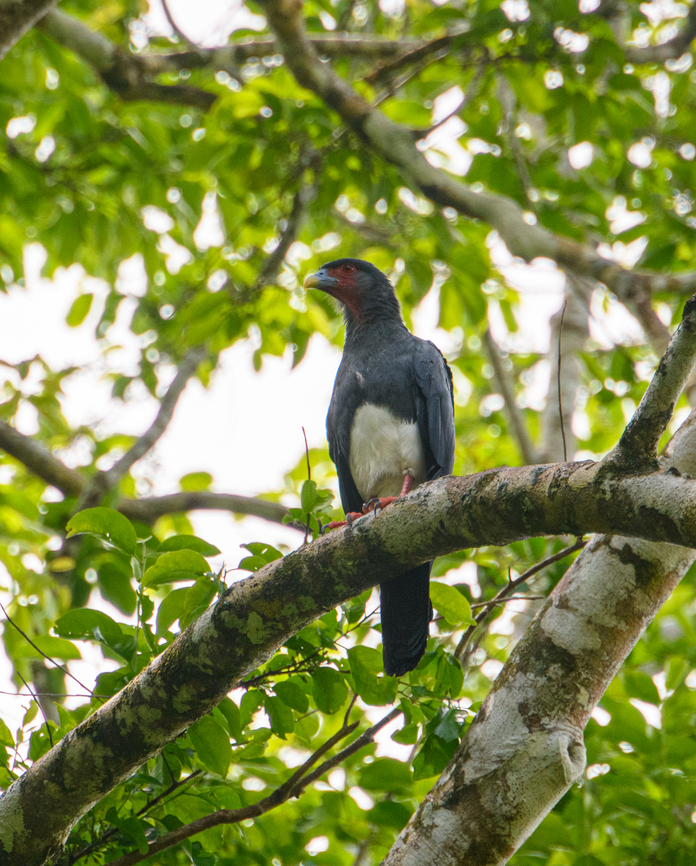 Red-throated caracara, Sani Lodge, Ecuador <figure class="photo"><a href="https://www.jungledragon.com/image/131702/red-throated_caracara_vocalizing_sani_lodge_ecuador.html" title="Red-throated caracara vocalizing, Sani Lodge, Ecuador"><img src="https://s3.amazonaws.com/media.jungledragon.com/images/2/131702_thumb.jpg?AWSAccessKeyId=05GMT0V3GWVNE7GGM1R2&Expires=1769040010&Signature=6zWTSI7DKPueL1AVd8wyXq%2BUeZU%3D" width="200" height="134" alt="Red-throated caracara vocalizing, Sani Lodge, Ecuador https://www.jungledragon.com/image/131701/red-throated_caracara_sani_lodge_ecuador.html Ecuador,Ecuador 2021,Geotagged,Ibycter americanus,Red-throated caracara,Sani Lodge,South America,Spring,World,Yasuni National Park" /></a></figure> Ecuador,Ecuador 2021,Geotagged,Ibycter americanus,Red-throated caracara,Sani Lodge,South America,Spring,World,Yasuni National Park