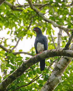 Red-throated caracara, Sani Lodge, Ecuador https://www.jungledragon.com/image/131702/red-throated_caracara_vocalizing_sani_lodge_ecuador.html Ecuador,Ecuador 2021,Geotagged,Ibycter americanus,Red-throated caracara,Sani Lodge,South America,Spring,World,Yasuni National Park