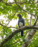 Red-throated caracara, Sani Lodge, Ecuador https://www.jungledragon.com/image/131702/red-throated_caracara_vocalizing_sani_lodge_ecuador.html Ecuador,Ecuador 2021,Geotagged,Ibycter americanus,Red-throated caracara,Sani Lodge,South America,Spring,World,Yasuni National Park