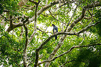 Red-throated caracara vocalizing, Sani Lodge, Ecuador https://www.jungledragon.com/image/131701/red-throated_caracara_sani_lodge_ecuador.html Ecuador,Ecuador 2021,Geotagged,Ibycter americanus,Red-throated caracara,Sani Lodge,South America,Spring,World,Yasuni National Park