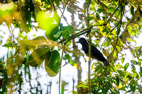 Amazonian umbrellabird, Sani Lodge, Ecuador  Amazonian umbrellabird,Cephalopterus ornatus,Ecuador,Ecuador 2021,Geotagged,Sani Lodge,South America,Spring,World,Yasuni National Park