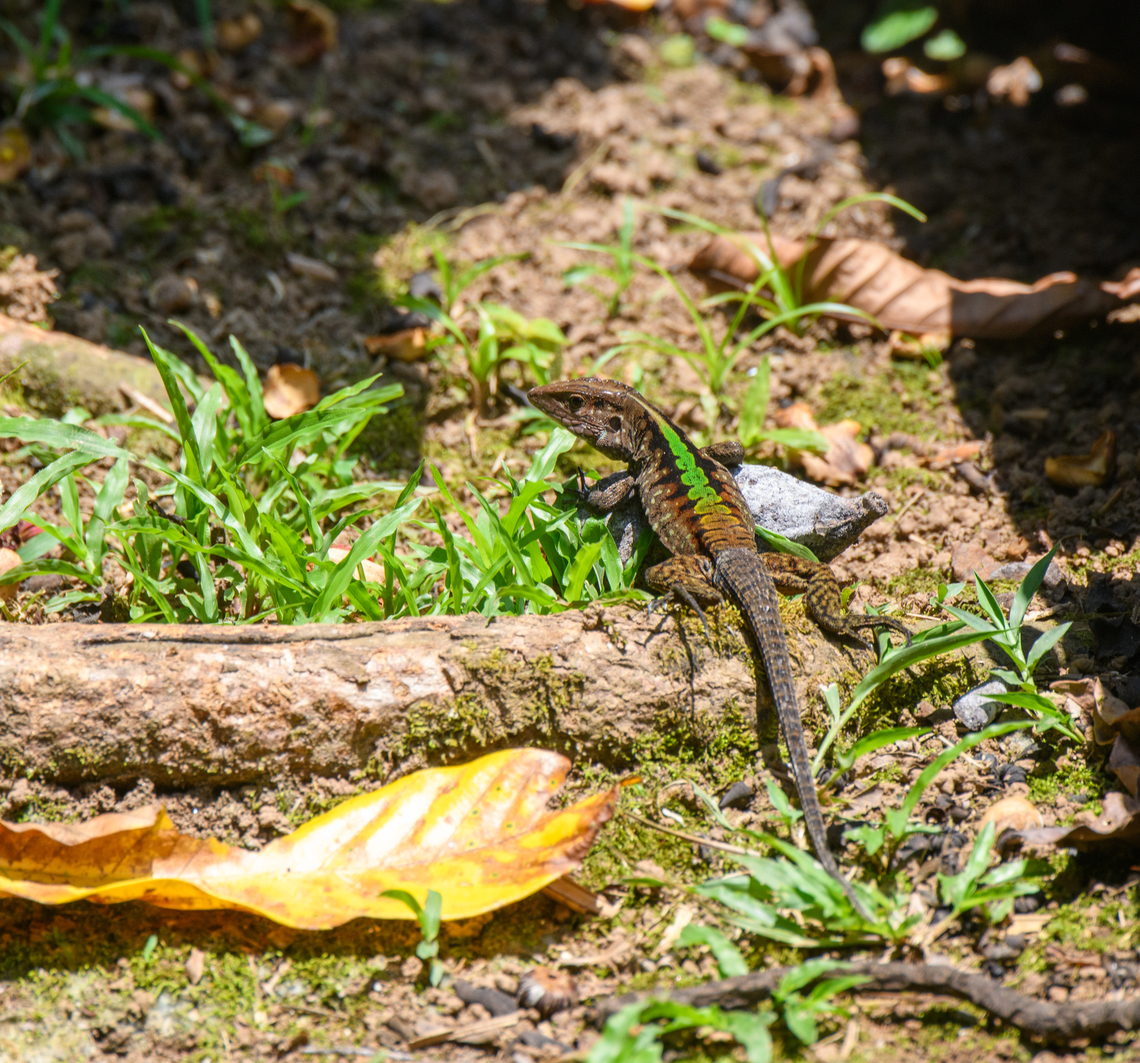 Forest Whiptail, Sani Lodge, Ecuador  Ecuador,Ecuador 2021,Forest Whiptail,Geotagged,Kentropyx pelviceps,Sani Lodge,South America,Spring,World,Yasuni National Park
