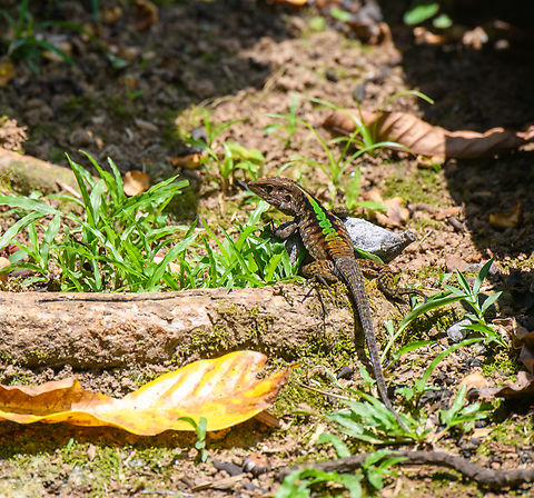 Forest Whiptail, Sani Lodge, Ecuador  Ecuador,Ecuador 2021,Forest Whiptail,Geotagged,Kentropyx pelviceps,Sani Lodge,South America,Spring,World,Yasuni National Park