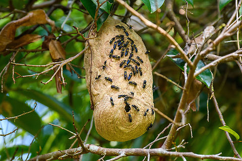 Polybia jurinei, Sani Lodge, Ecuador Paper wasps. Ecuador,Ecuador 2021,Geotagged,Polybia jurinei,Sani Lodge,South America,Spring,World,Yasuni National Park