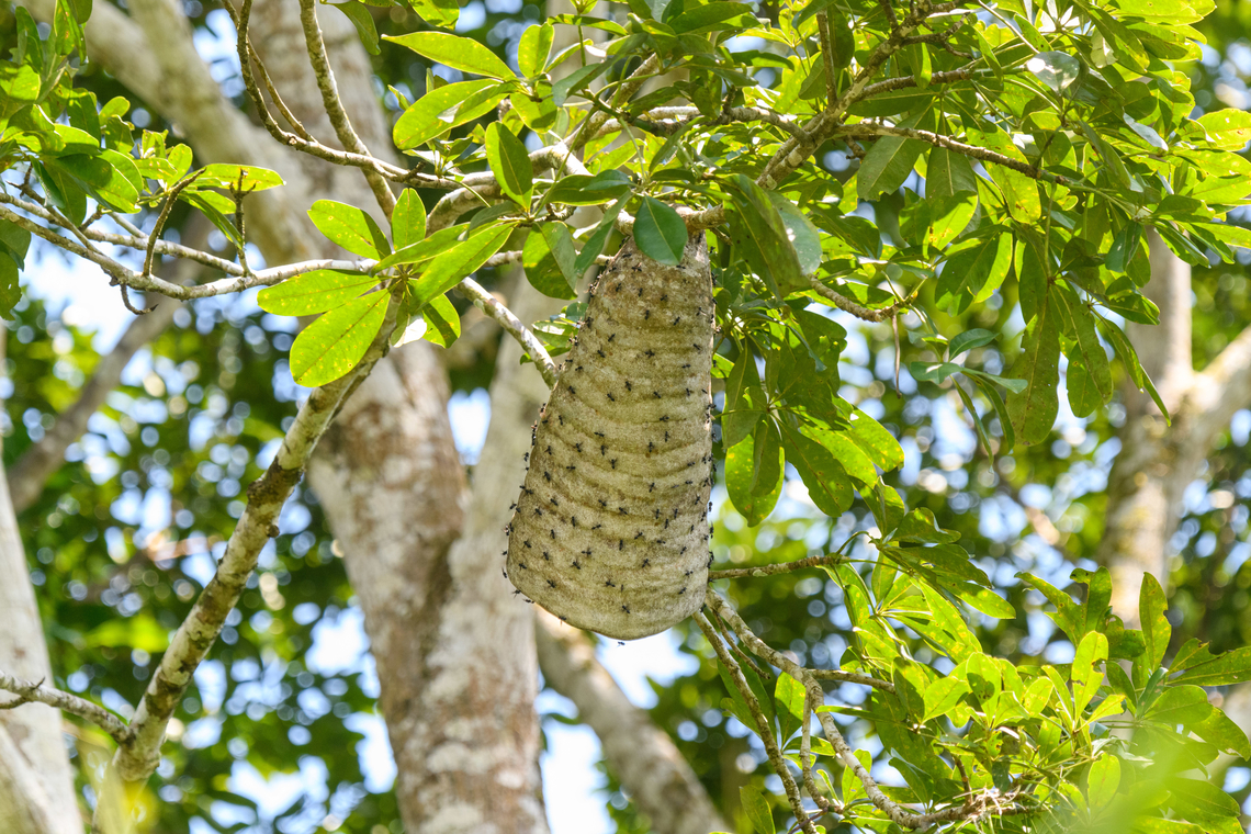 Paper wasps (Epipona sp.), Sani Lodge, Ecuador Based on the shape of the nest, may be Epipona sp. Ecuador,Ecuador 2021,Geotagged,Sani Lodge,South America,Spring,World,Yasuni National Park