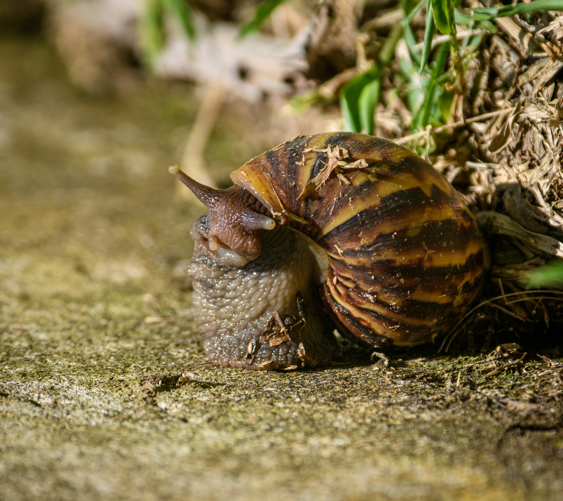 Giant African land snail, Sani Lodge, Ecuador Massive land snail. ID tentative, the other main species candidate is &quot;Sultana sultana&quot;. Ecuador,Ecuador 2021,Geotagged,Giant African land snail,Lissachatina fulica,Sani Lodge,South America,Spring,World,Yasuni National Park