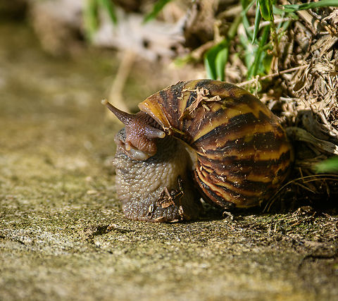 Giant African land snail, Sani Lodge, Ecuador Massive land snail. ID tentative, the other main species candidate is "Sultana sultana". Ecuador,Ecuador 2021,Geotagged,Giant African land snail,Lissachatina fulica,Sani Lodge,South America,Spring,World,Yasuni National Park