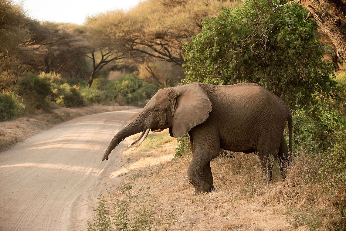 The right of way Landrover or not, there is no confusion on who has the right of way when facing a 5-7 ton animal, as we did in Lake Manyara NP, Tanzania. Africa,African bush elephant,Lake Manyara,Loxodonta africana,Tanzania