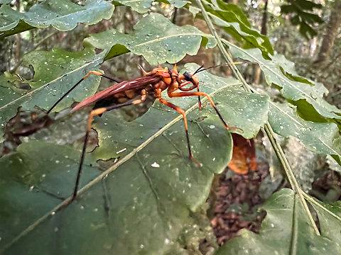 Assassin bug (Zelerus sp.), Sani Lodge, Ecuador Many regrest for only having a crappy smartphone pic of this awesome insect. This is an assassin bug mimicking a Tarantula wasp. Much better photo here:
https://www.flickr.com/photos/andreaskay/36037151723/in/album-72157629662903473/ Ecuador,Ecuador 2021,Geotagged,Sani Lodge,South America,Spring,World,Yasuni National Park