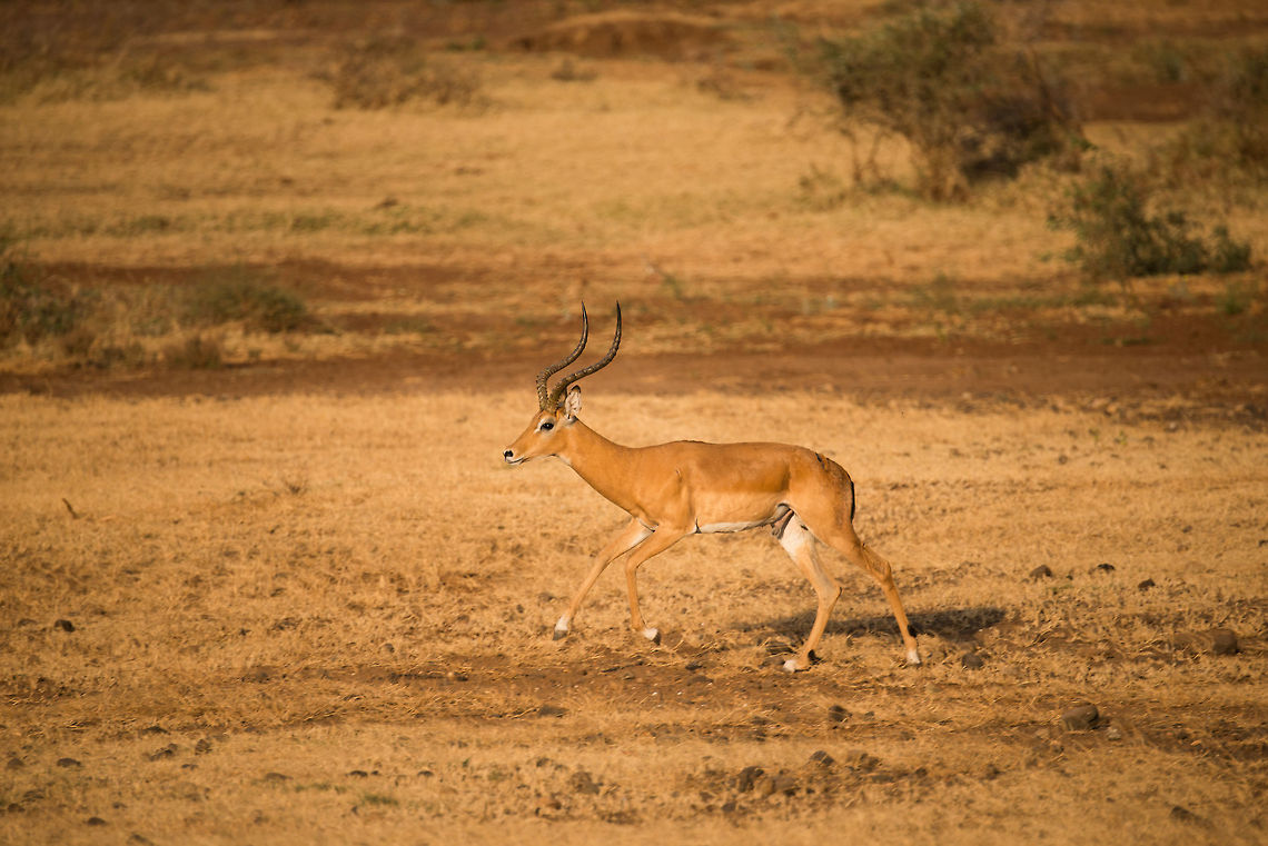 Male impala chases away another male Impala - 3 of 3 In Lake Manyara NP, Tanzania we suddenly were surprised by two male Impalas racing by our jeep. Likely this was a dispute of establishing dominance. Dominant male Impalas get all the females in a harem whilst the rest gets nothing. However, dominance comes with a steep price. You can't help but wonder who is better off.  Aepyceros melampus,Africa,Impala,Lake Manyara,Tanzania