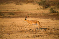 Male impala chases away another male Impala - 3 of 3 In Lake Manyara NP, Tanzania we suddenly were surprised by two male Impalas racing by our jeep. Likely this was a dispute of establishing dominance. Dominant male Impalas get all the females in a harem whilst the rest gets nothing. However, dominance comes with a steep price. You can't help but wonder who is better off.  Aepyceros melampus,Africa,Impala,Lake Manyara,Tanzania