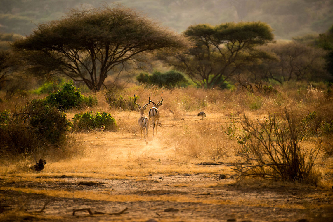 Male impala chases away another male Impala - 2 of 3 In Lake Manyara NP, Tanzania we suddenly were surprised by two male Impalas racing by our jeep. Likely this was a dispute of establishing dominance. Dominant male Impalas get all the females in a harem whilst the rest gets nothing. However, dominance comes with a steep price. You can't help but wonder who is better off.  Aepyceros melampus,Africa,Impala,Lake Manyara,Tanzania