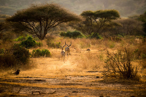 Male impala chases away another male Impala - 2 of 3 In Lake Manyara NP, Tanzania we suddenly were surprised by two male Impalas racing by our jeep. Likely this was a dispute of establishing dominance. Dominant male Impalas get all the females in a harem whilst the rest gets nothing. However, dominance comes with a steep price. You can't help but wonder who is better off.  Aepyceros melampus,Africa,Impala,Lake Manyara,Tanzania