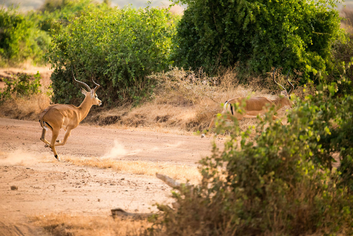 Male impala chases away another male Impala - 1 of 3 In Lake Manyara NP, Tanzania we suddenly were surprised by two male Impalas racing by our jeep. Likely this was a dispute of establishing dominance. Dominant male Impalas get all the females in a harem whilst the rest gets nothing. However, dominance comes with a steep price. You can't help but wonder who is better off. Aepyceros melampus,Africa,Impala,Lake Manyara,Tanzania