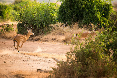 Male impala chases away another male Impala - 1 of 3 In Lake Manyara NP, Tanzania we suddenly were surprised by two male Impalas racing by our jeep. Likely this was a dispute of establishing dominance. Dominant male Impalas get all the females in a harem whilst the rest gets nothing. However, dominance comes with a steep price. You can't help but wonder who is better off.  Aepyceros melampus,Africa,Impala,Lake Manyara,Tanzania