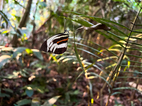 Chiapas White, Sani Lodge, Ecuadr  Ecuador,Ecuador 2021,Geotagged,Pamela,Perrhybris pamela,Sani Lodge,South America,Spring,World,Yasuni National Park