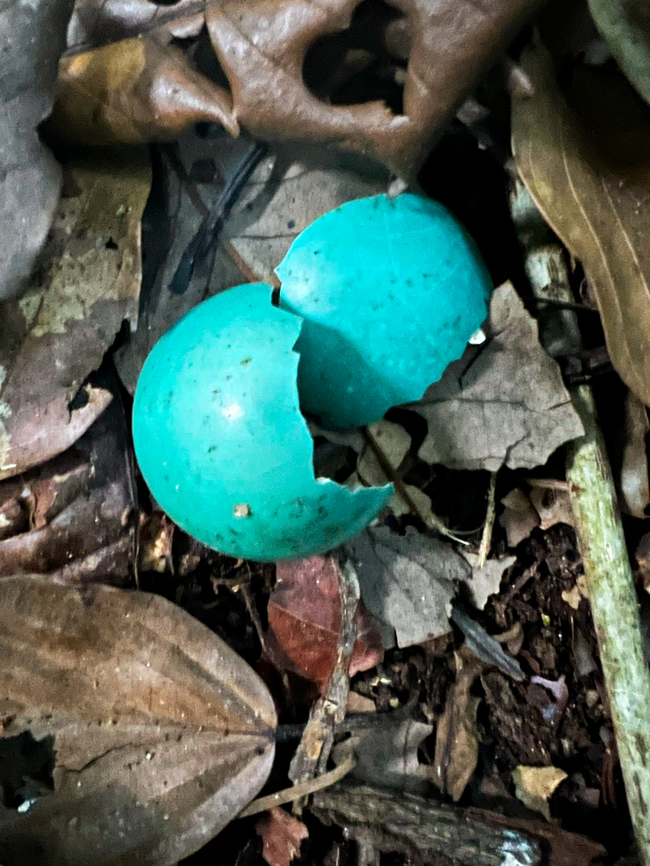 Eggs of a Great Tinamou (Tinamus major), Sani Lodge, Ecuador.  Ecuador,Ecuador 2021,Geotagged,Sani Lodge,South America,Spring,World,Yasuni National Park