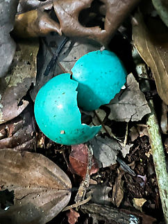 Eggs of a Great Tinamou (Tinamus major), Sani Lodge, Ecuador.  Ecuador,Ecuador 2021,Geotagged,Sani Lodge,South America,Spring,World,Yasuni National Park