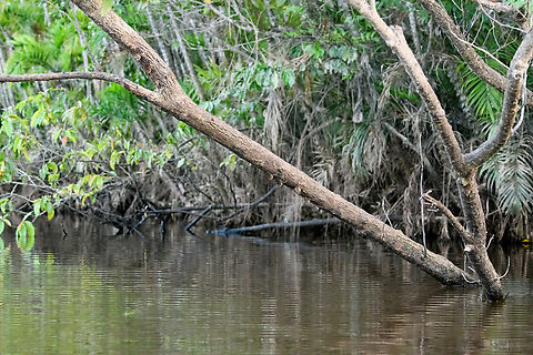 Proboscis bats on underside of tree, Sani Lodge, Ecuador https://www.jungledragon.com/image/131746/proboscis_bats_on_underside_of_tree_-_closeup_sani_lodge_ecuador.html Ecuador,Ecuador 2021,Geotagged,Proboscis bat,Rhynchonycteris naso,Sani Lodge,South America,Spring,World,Yasuni National Park