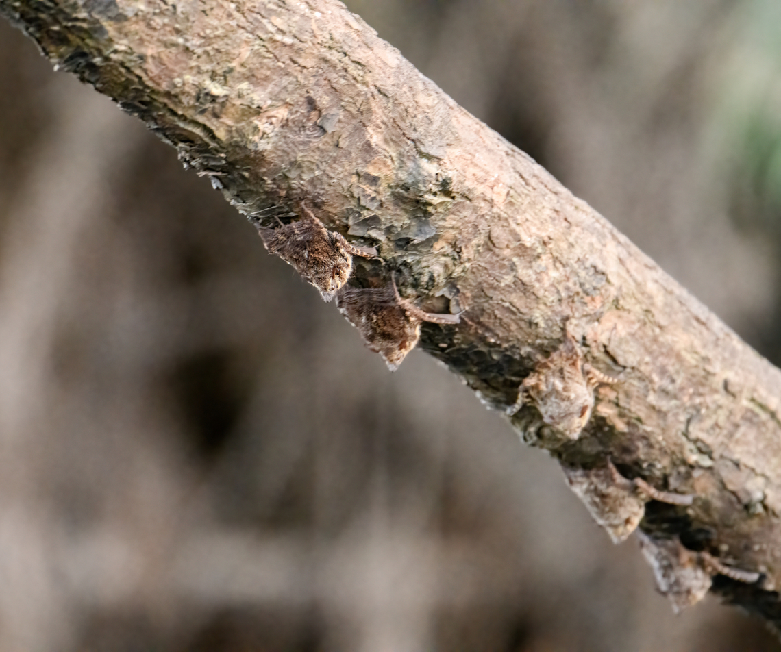 Proboscis bats on underside of tree - closeup, Sani Lodge, Ecuador <figure class="photo"><a href="https://www.jungledragon.com/image/131745/proboscis_bats_on_underside_of_tree_sani_lodge_ecuador.html" title="Proboscis bats on underside of tree, Sani Lodge, Ecuador"><img src="https://s3.amazonaws.com/media.jungledragon.com/images/2/131745_thumb.jpg?AWSAccessKeyId=05GMT0V3GWVNE7GGM1R2&Expires=1769040010&Signature=OiuM8w7dM%2FxMimNdxxxhUpeYI8Q%3D" width="200" height="134" alt="Proboscis bats on underside of tree, Sani Lodge, Ecuador https://www.jungledragon.com/image/131746/proboscis_bats_on_underside_of_tree_-_closeup_sani_lodge_ecuador.html Ecuador,Ecuador 2021,Geotagged,Proboscis bat,Rhynchonycteris naso,Sani Lodge,South America,Spring,World,Yasuni National Park" /></a></figure> Ecuador,Ecuador 2021,Geotagged,Proboscis bat,Rhynchonycteris naso,Sani Lodge,South America,Spring,World,Yasuni National Park