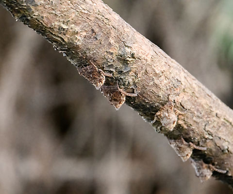 Proboscis bats on underside of tree - closeup, Sani Lodge, Ecuador https://www.jungledragon.com/image/131745/proboscis_bats_on_underside_of_tree_sani_lodge_ecuador.html Ecuador,Ecuador 2021,Geotagged,Proboscis bat,Rhynchonycteris naso,Sani Lodge,South America,Spring,World,Yasuni National Park