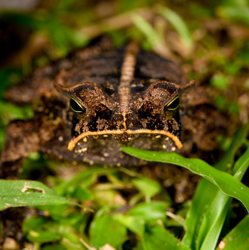 Rhinella margaritifera - frontal, Sani Lodge, Ecuador Rhinella margaritifera is a species complex. ID confirmed by John Sullivan.<br />
<figure class="photo"><a href="https://www.jungledragon.com/image/131769/rhinella_margaritifera_-_top_view_sani_lodge_ecuador.html" title="Rhinella margaritifera - top view, Sani Lodge, Ecuador"><img src="https://s3.amazonaws.com/media.jungledragon.com/images/2/131769_thumb.jpg?AWSAccessKeyId=05GMT0V3GWVNE7GGM1R2&Expires=1767225610&Signature=od8zM0K5OeaI1%2FEhNPr70Msg0Ew%3D" width="200" height="150" alt="Rhinella margaritifera - top view, Sani Lodge, Ecuador Rhinella margaritifera is a species complex. ID confirmed by John Sullivan.<br />
https://www.jungledragon.com/image/131770/rhinella_margaritifera_sani_lodge_ecuador.html<br />
https://www.jungledragon.com/image/131768/rhinella_margaritifera_-_frontal_sani_lodge_ecuador.html Ecuador,Ecuador 2021,Geotagged,Rhinella margaritifera,Sani Lodge,South America,South American common toad,Spring,World,Yasuni National Park" /></a></figure><br />
<figure class="photo"><a href="https://www.jungledragon.com/image/131770/rhinella_margaritifera_sani_lodge_ecuador.html" title="Rhinella margaritifera, Sani Lodge, Ecuador"><img src="https://s3.amazonaws.com/media.jungledragon.com/images/2/131770_thumb.jpg?AWSAccessKeyId=05GMT0V3GWVNE7GGM1R2&Expires=1767225610&Signature=AZ%2BSw7H345mitDmKYXDf1kYe5PQ%3D" width="200" height="134" alt="Rhinella margaritifera, Sani Lodge, Ecuador Rhinella margaritifera is a species complex. ID confirmed by John Sullivan.<br />
https://www.jungledragon.com/image/131769/rhinella_margaritifera_-_top_view_sani_lodge_ecuador.html<br />
https://www.jungledragon.com/image/131768/rhinella_margaritifera_-_frontal_sani_lodge_ecuador.html Ecuador,Ecuador 2021,Geotagged,Rhinella margaritifera,Sani Lodge,South America,South American common toad,Spring,World,Yasuni National Park" /></a></figure> Ecuador,Ecuador 2021,Geotagged,Rhinella margaritifera,Sani Lodge,South America,South American common toad,Spring,World,Yasuni National Park