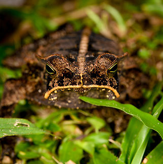 Rhinella margaritifera - frontal, Sani Lodge, Ecuador Rhinella margaritifera is a species complex. ID confirmed by John Sullivan.
https://www.jungledragon.com/image/131769/rhinella_margaritifera_-_top_view_sani_lodge_ecuador.html
https://www.jungledragon.com/image/131770/rhinella_margaritifera_sani_lodge_ecuador.html Ecuador,Ecuador 2021,Geotagged,Rhinella margaritifera,Sani Lodge,South America,South American common toad,Spring,World,Yasuni National Park