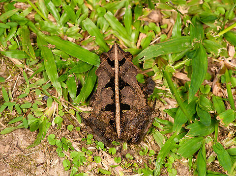 Rhinella margaritifera - top view, Sani Lodge, Ecuador Rhinella margaritifera is a species complex. ID confirmed by John Sullivan.
https://www.jungledragon.com/image/131770/rhinella_margaritifera_sani_lodge_ecuador.html
https://www.jungledragon.com/image/131768/rhinella_margaritifera_-_frontal_sani_lodge_ecuador.html Ecuador,Ecuador 2021,Geotagged,Rhinella margaritifera,Sani Lodge,South America,South American common toad,Spring,World,Yasuni National Park