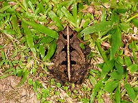Rhinella margaritifera - top view, Sani Lodge, Ecuador Rhinella margaritifera is a species complex. ID confirmed by John Sullivan.<br />
https://www.jungledragon.com/image/131770/rhinella_margaritifera_sani_lodge_ecuador.html<br />
https://www.jungledragon.com/image/131768/rhinella_margaritifera_-_frontal_sani_lodge_ecuador.html Ecuador,Ecuador 2021,Geotagged,Rhinella margaritifera,Sani Lodge,South America,South American common toad,Spring,World,Yasuni National Park