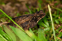 Rhinella margaritifera, Sani Lodge, Ecuador Rhinella margaritifera is a species complex. ID confirmed by John Sullivan.<br />
https://www.jungledragon.com/image/131769/rhinella_margaritifera_-_top_view_sani_lodge_ecuador.html<br />
https://www.jungledragon.com/image/131768/rhinella_margaritifera_-_frontal_sani_lodge_ecuador.html Ecuador,Ecuador 2021,Geotagged,Rhinella margaritifera,Sani Lodge,South America,South American common toad,Spring,World,Yasuni National Park