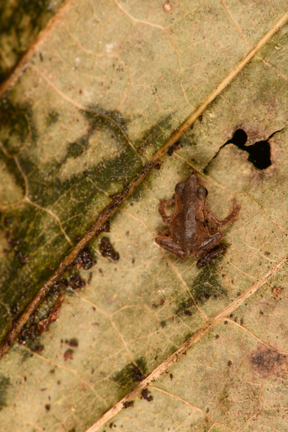 Rhinella margaritifera baby, Sani Lodge, Ecuador ID by John Sullivan.<br />
<figure class="photo"><a href="https://www.jungledragon.com/image/131772/rhinella_margaritifera_baby_-_frontal_sani_lodge_ecuador.html" title="Rhinella margaritifera baby - frontal, Sani Lodge, Ecuador"><img src="https://s3.amazonaws.com/media.jungledragon.com/images/2/131772_thumb.jpg?AWSAccessKeyId=05GMT0V3GWVNE7GGM1R2&Expires=1759968010&Signature=e%2FIrHTMJY7IcCa5CQniH0qcFvWU%3D" width="200" height="134" alt="Rhinella margaritifera baby - frontal, Sani Lodge, Ecuador ID by John Sullivan.<br />
https://www.jungledragon.com/image/131771/rhinella_margaritifera_baby_sani_lodge_ecuador.html<br />
https://www.jungledragon.com/image/131773/rhinella_margaritifera_baby_-_size_reference_sani_lodge_ecuador.html<br />
 Ecuador,Ecuador 2021,Geotagged,Rhinella margaritifera,Sani Lodge,South America,South American common toad,Spring,World,Yasuni National Park" /></a></figure><br />
<figure class="photo"><a href="https://www.jungledragon.com/image/131773/rhinella_margaritifera_baby_-_size_reference_sani_lodge_ecuador.html" title="Rhinella margaritifera baby - size reference, Sani Lodge, Ecuador"><img src="https://s3.amazonaws.com/media.jungledragon.com/images/2/131773_thumb.jpg?AWSAccessKeyId=05GMT0V3GWVNE7GGM1R2&Expires=1759968010&Signature=omj1MEj4uMw4wdEexNZ396f%2BxpA%3D" width="200" height="134" alt="Rhinella margaritifera baby - size reference, Sani Lodge, Ecuador ID by John Sullivan.<br />
https://www.jungledragon.com/image/131771/rhinella_margaritifera_baby_sani_lodge_ecuador.html<br />
https://www.jungledragon.com/image/131772/rhinella_margaritifera_baby_-_frontal_sani_lodge_ecuador.html<br />
 Ecuador,Ecuador 2021,Geotagged,Rhinella margaritifera,Sani Lodge,South America,South American common toad,Spring,World,Yasuni National Park" /></a></figure><br />
 Ecuador,Ecuador 2021,Geotagged,Rhinella margaritifera,Sani Lodge,South America,South American common toad,Spring,World,Yasuni National Park