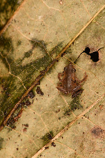 Rhinella margaritifera baby, Sani Lodge, Ecuador ID by John Sullivan.
https://www.jungledragon.com/image/131772/rhinella_margaritifera_baby_-_frontal_sani_lodge_ecuador.html
https://www.jungledragon.com/image/131773/rhinella_margaritifera_baby_-_size_reference_sani_lodge_ecuador.html
 Ecuador,Ecuador 2021,Geotagged,Rhinella margaritifera,Sani Lodge,South America,South American common toad,Spring,World,Yasuni National Park